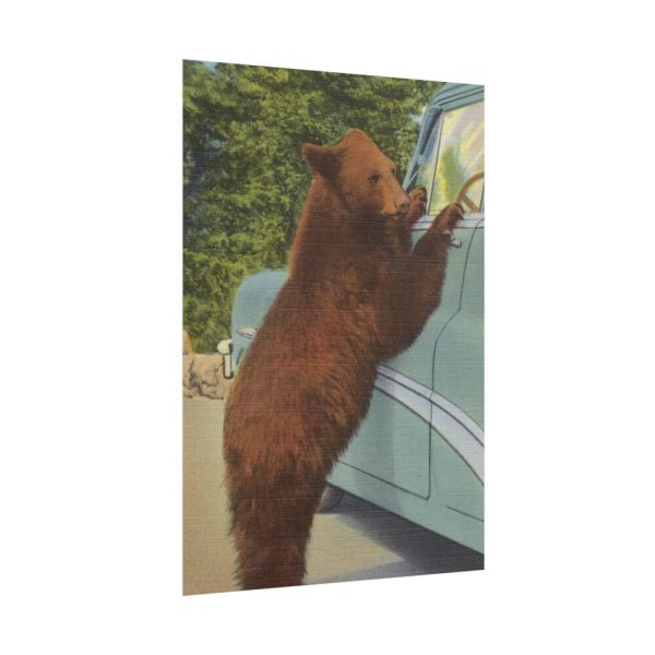 Holdup Bear at Yellowstone National Park Poster
