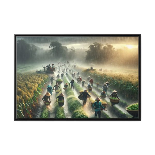 Harvest Rain in Field  Framed Canvas