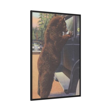 Hold up bear, Yellowstone National Park Framed Canvas
