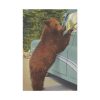 91655-31.jpg Holdup Bear at Yellowstone National Park Standard Canvas