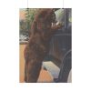 Hold up bear, Yellowstone National Park Poster