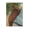 Holdup Bear at Yellowstone National Park Poster