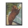 Holdup Bear at Yellowstone National Park Framed Poster