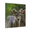 101419-125.jpg Deer With Small Horns Standard Canvas