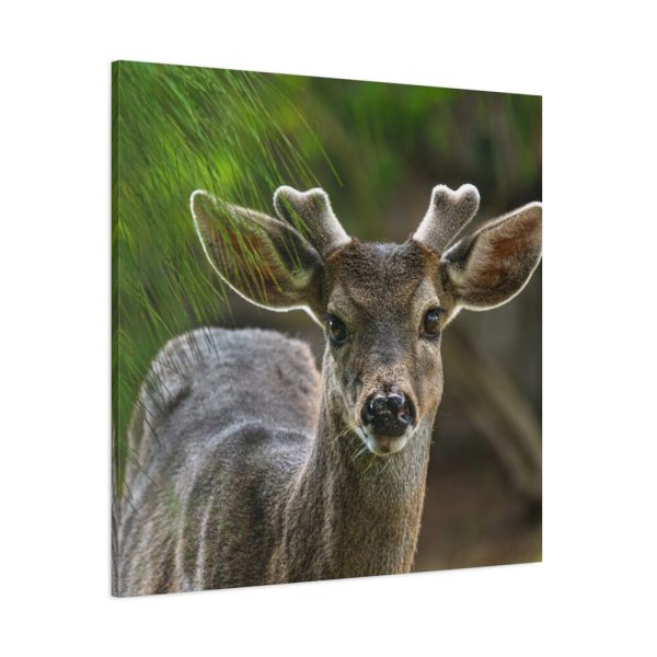 101419-125.jpg Deer With Small Horns Standard Canvas