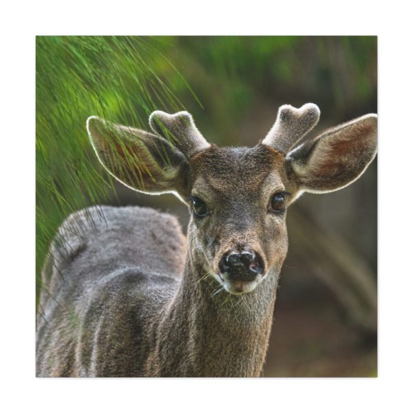 101419-126.jpg Deer With Small Horns Standard Canvas