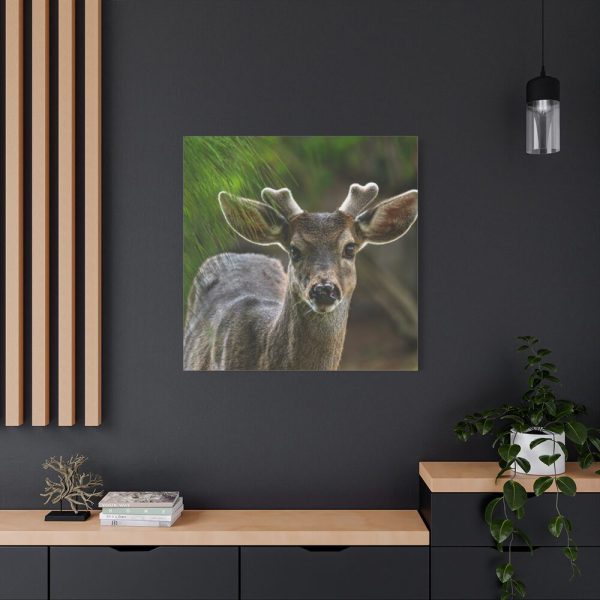 101419-128.jpg Deer With Small Horns Standard Canvas