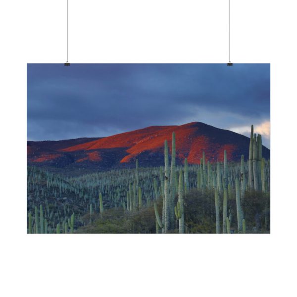 Desert With Cactus Poster