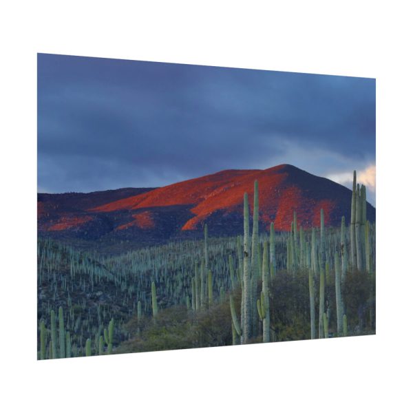 Desert With Cactus Poster
