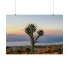 101875-171.jpg Sunset With Cactus Poster