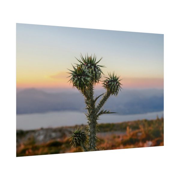 101875-172.jpg Sunset With Cactus Poster