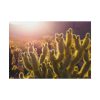 101875-175.jpg Landscape of Cactus Poster