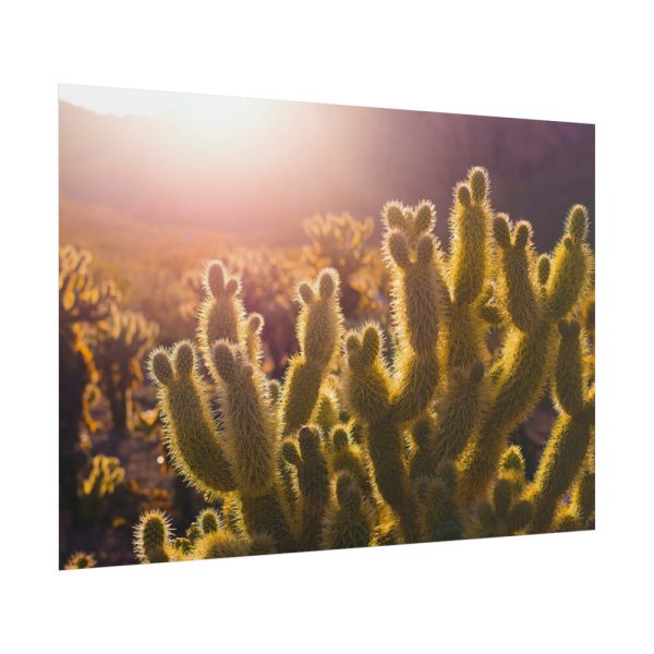 101875-177.jpg Landscape of Cactus Poster