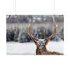 101875-301.jpg Deer Portrait From Behind Poster