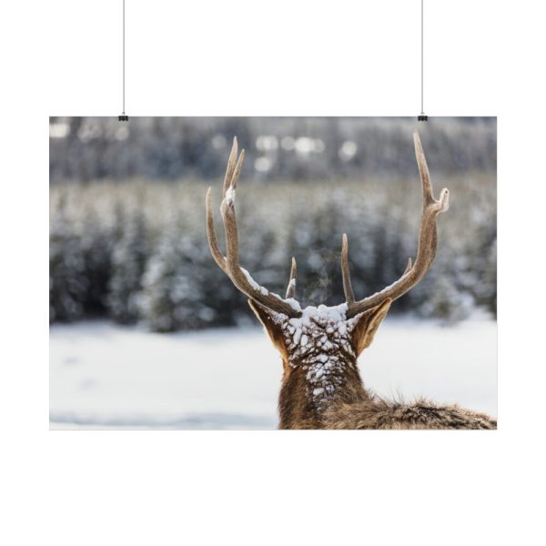 101875-301.jpg Deer Portrait From Behind Poster