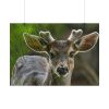 101875-306.jpg Deer With Small Horns Poster