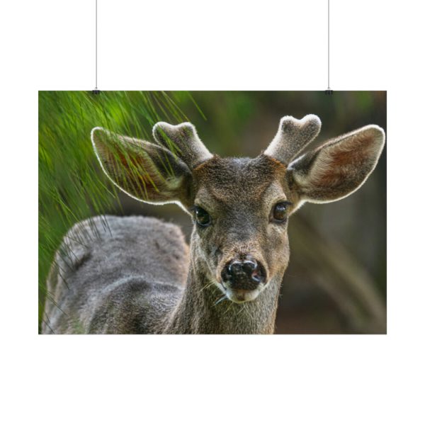 101875-306.jpg Deer With Small Horns Poster