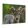 101875-307.jpg Deer With Small Horns Poster