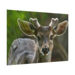 Deer With Small Horns Poster - Image 13