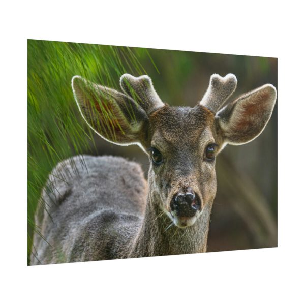 101875-307.jpg Deer With Small Horns Poster