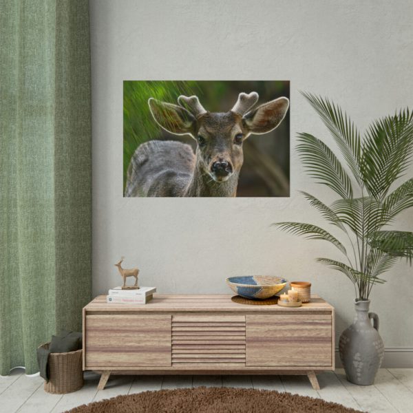 101875-308.jpg Deer With Small Horns Poster