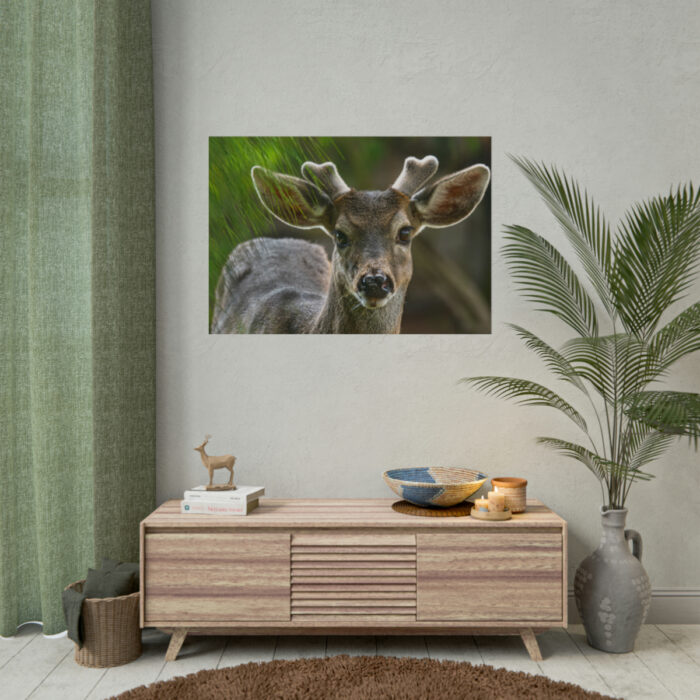 Deer With Small Horns Poster - Image 14