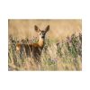 101875-315.jpg Roe Deer Poster