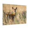 101875-317.jpg Roe Deer Poster