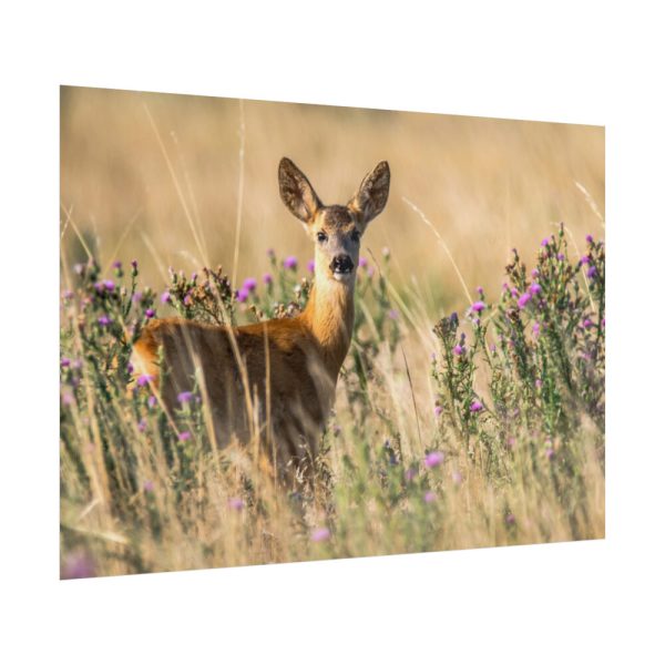 101875-317.jpg Roe Deer Poster