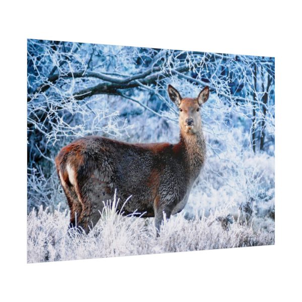 101875-327.jpg Deer In The Forest Poster