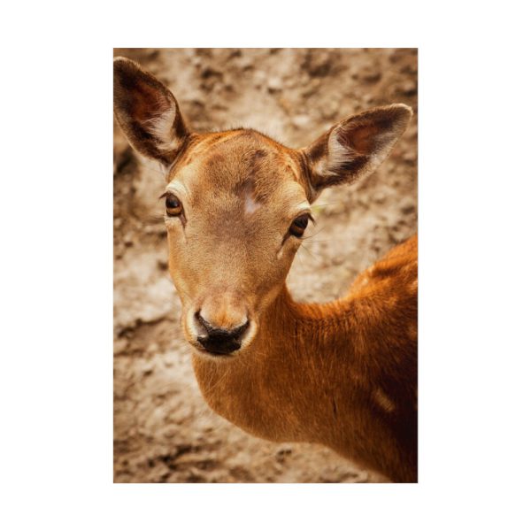 101894-205.jpg Roe Deer in Nature Poster