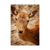 101894-206.jpg Roe Deer in Nature Poster