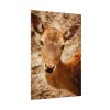 101894-207.jpg Roe Deer in Nature Poster