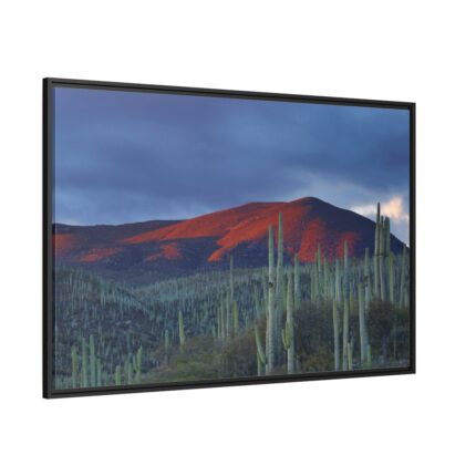 Desert With Cactus Framed Canvas