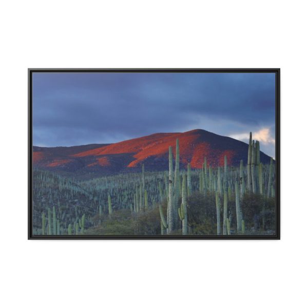 88289-121.jpg Desert With Cactus Framed Canvas