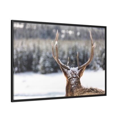 Deer Portrait From Behind Framed Canvas