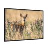 88289-240.jpg Roe Deer Framed Canvas