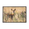 88289-241.jpg Roe Deer Framed Canvas