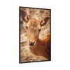 88299-150.jpg Roe Deer in Nature Framed Canvas
