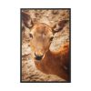 88299-151.jpg Roe Deer in Nature Framed Canvas