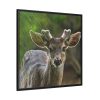 88302-115.jpg Deer With Small Horns Framed Canvas