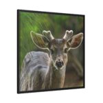 Deer With Small Horns Framed Canvas