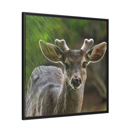 Deer With Small Horns Framed Canvas