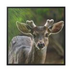 Deer With Small Horns Framed Canvas - Image 2