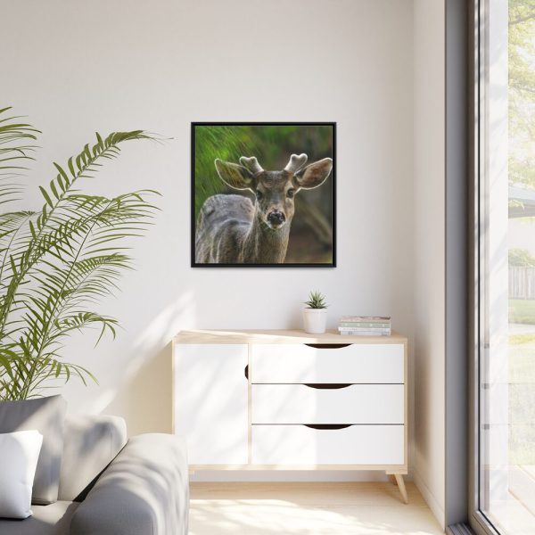 88302-118.jpg Deer With Small Horns Framed Canvas
