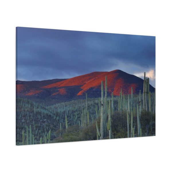 91638-125.jpg Desert With Cactus Standard Canvas