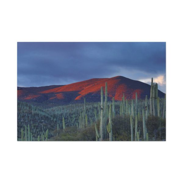 91638-126.jpg Desert With Cactus Standard Canvas