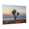Sunset With Cactus Standard Canvas
