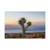 Sunset With Cactus Standard Canvas