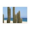 91638-171.jpg Cactus on the Beach Standard Canvas